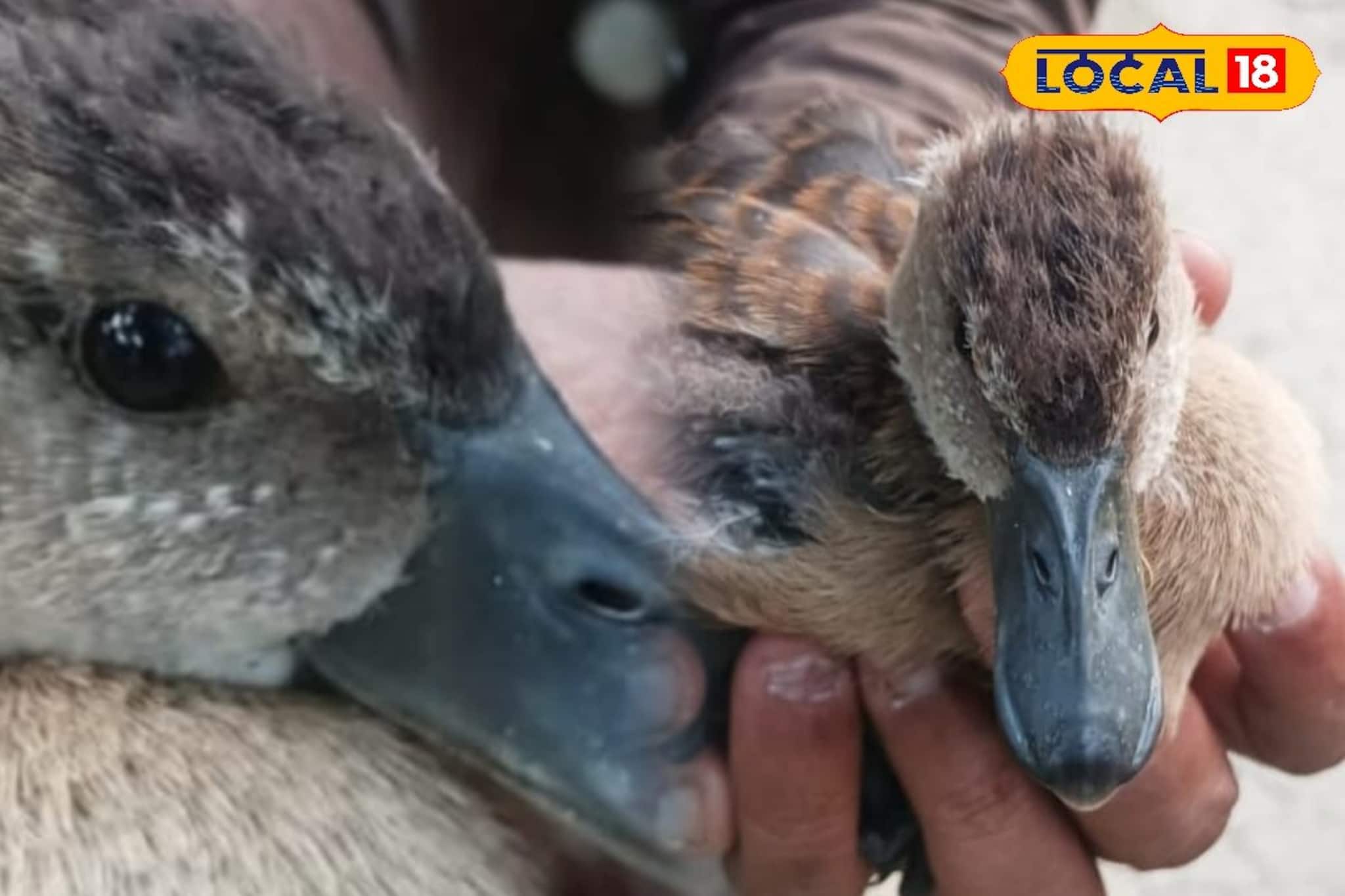 Whistling Duck : মাছ ধরার ফাঁদে ফেঁসে গেল সরাল হাঁসের ছানা, সাতসকালে আটল তুলতেই চমক! উদ্ধার করলেন পরিবেশকর্মীরা