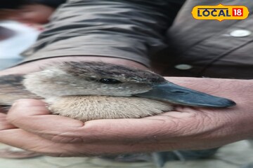 মাছ ধরার ফাঁদে ফেঁসে গেল সরাল হাঁসের ছানা, সাতসকালে আটল তুলতেই চমক হাওড়ায়
