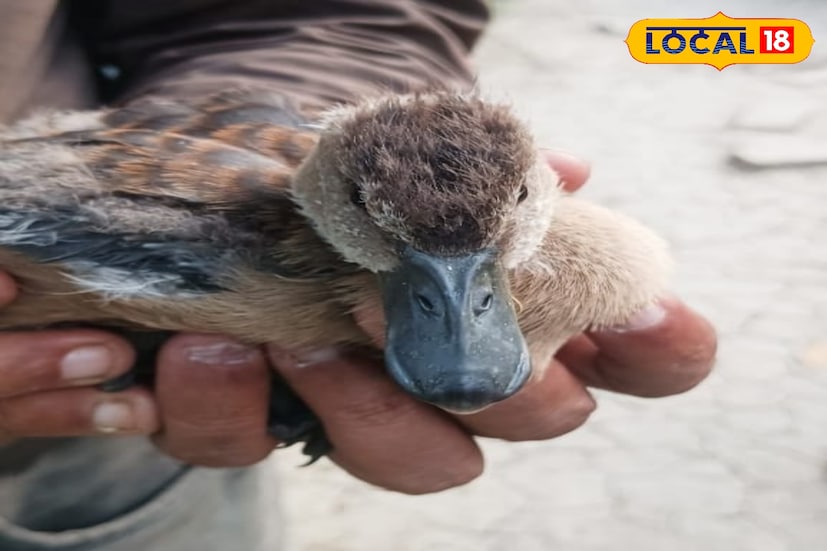 সরাল হাঁস অনেক স্থানে সরালি , ছোট পাতিহাঁস বা গেছো হাস নামেও পরিচিত। ধান ক্ষেত সংলগ্ন স্থান জলাভূমিতে এদের বাস। ভারত এবং দক্ষিণ, দক্ষিণপূর্ব এশিয়ার বিভিন্ন দেশে এদের দেখা যায়। শীতকালে এরা দলবদ্ধ ভাবে থাকে। ভারতের দেশীয় পাখি। শীতকালে হাওড়ার বিভিন্ন জলাশয় এদের দলবদ্ধ ভাবে ঘুরে বেড়াতে দেখে অনেকেই পরিযায়ী পাখি বলে মনে করেন।