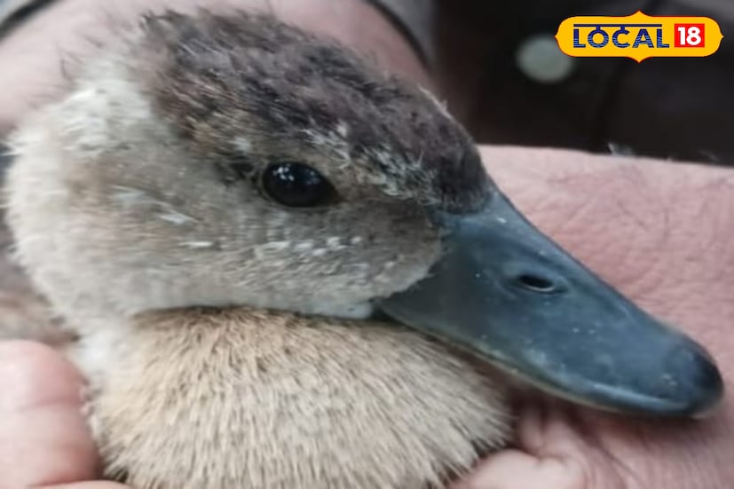 খবর যায় ' গ্রীন চেন মুভমেন্ট ' এর কাছে। সংগঠনের সদস্য প্রদীপ রঞ্জন রীত এবং সৌমেন মন্ডল ঘটনাস্থলে হাজির হন। আটল থেকে মুক্ত করা হয় বাচ্চা সরালটিকে। সেটিকে মুক্ত করা হয় ছোট মহরা গ্রাম লাগোয়া বিশাল দাদ খালির দ- এ। দ- এর চারপাশে অনেক বড়ো বড়ো গাছ রয়েছে যেখানে সহজে আশ্রয় নিতে পারবে সরাল'টি ।