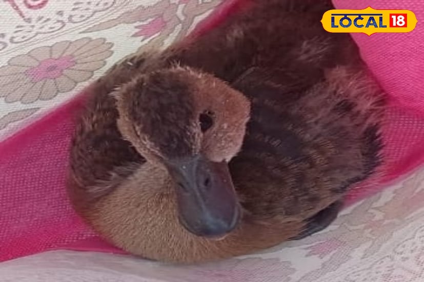 এদের গায়ের রঙ বাদামী রঙের হয়। দেহ এবং চঞ্চু আকারে অনেকটা গৃহপালিত হাঁসের মত দেখতে। এদিন হাওড়া আমতার কৃষিজমি সংলগ্ন একটি জলাশয় মাছ ধরতে বসানো হয়েছিল আটল। ঘটনাটি ঘটে আমতার কান্দুয়ায়। মাছ ধরার আটলটি তুলতে নজরে আসে সরাল। এরপর পরিবেশকর্মীদের সঙ্গে যোগাযোগ করেন ব্যক্তি। যত্নে উদ্ধার করে পুনরায় পরিবেশে ফিরিয়ে দেবার ব্যবস্থা করেন পরিবেশ কর্মীরা।