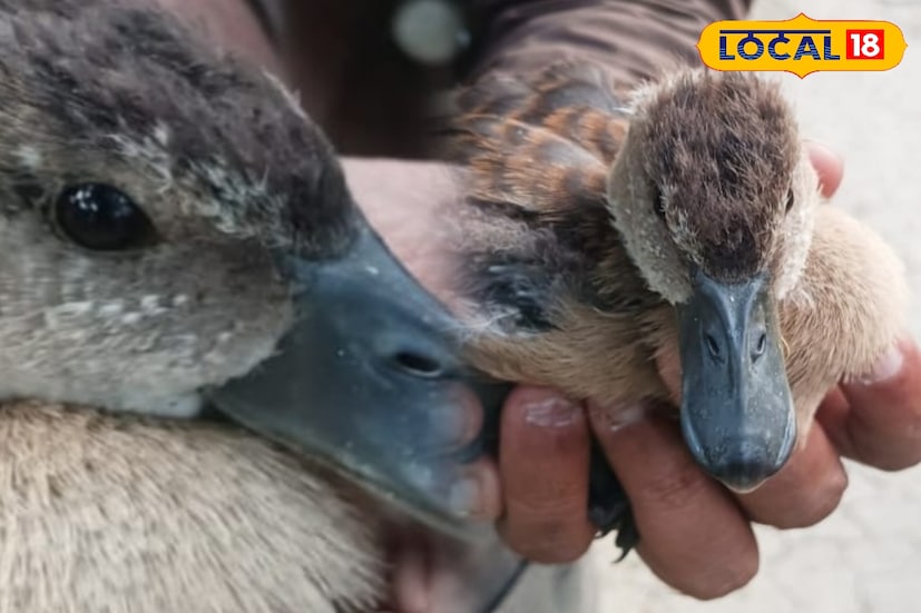 এ প্রসঙ্গে পরিবেশকর্মী প্রদীপ রঞ্জন রীত বলেন, সরাল হাঁসের সংখ্যা খুব কমে গেছে। আর গ্রামীণ হাওড়ায় এদের সেভাবে চোখে পড়েনা। জলাভূমি ভরাট হয়ে কলকারখানা গড়ে উঠছে ফলে এদের বাসস্থান ছোট হয়ে আসছে। বিভিন্নভাবে বিপদের সম্মুখীন হচ্ছে বন্যপ্রাণীরা। তাই এদের চোখে পড়লে সযত্নে তাদের সুরক্ষা দেওয়া প্রয়োজন আমাদের। (ছবি ও তথ্য: রাকেশ মাইতি)