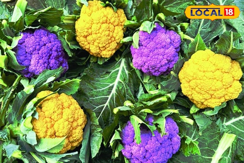 অনেক কৃষক জানিয়েছেন, উৎপাদন খরচের পাঁচ থেকে ছয় গুণ পর্যন্ত লাভ তাঁরা তুলতে পারছেন। এই লাভজনক ফলনের কারণে এলাকার আরও বহু কৃষক এখন রঙিন ফুলকপি চাষে আগ্রহী হচ্ছেন।