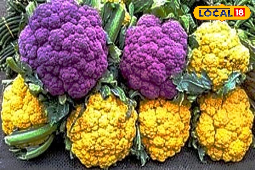 বাজারে এর চাহিদা ও কদর দিন দিন বাড়ছে, ফলে কৃষকেরা পাচ্ছেন প্রত্যাশার চেয়েও বেশি দাম। কৃষকদের দাবি, সাধারণ ফুলকপির তুলনায় রঙিন ফুলকপির বাজারমূল্য প্রায় দ্বিগুণ থেকে তিনগুণ বেশি। ফলে খরচ কম হলেও বিক্রিতে ভালো মুনাফা হচ্ছে। 