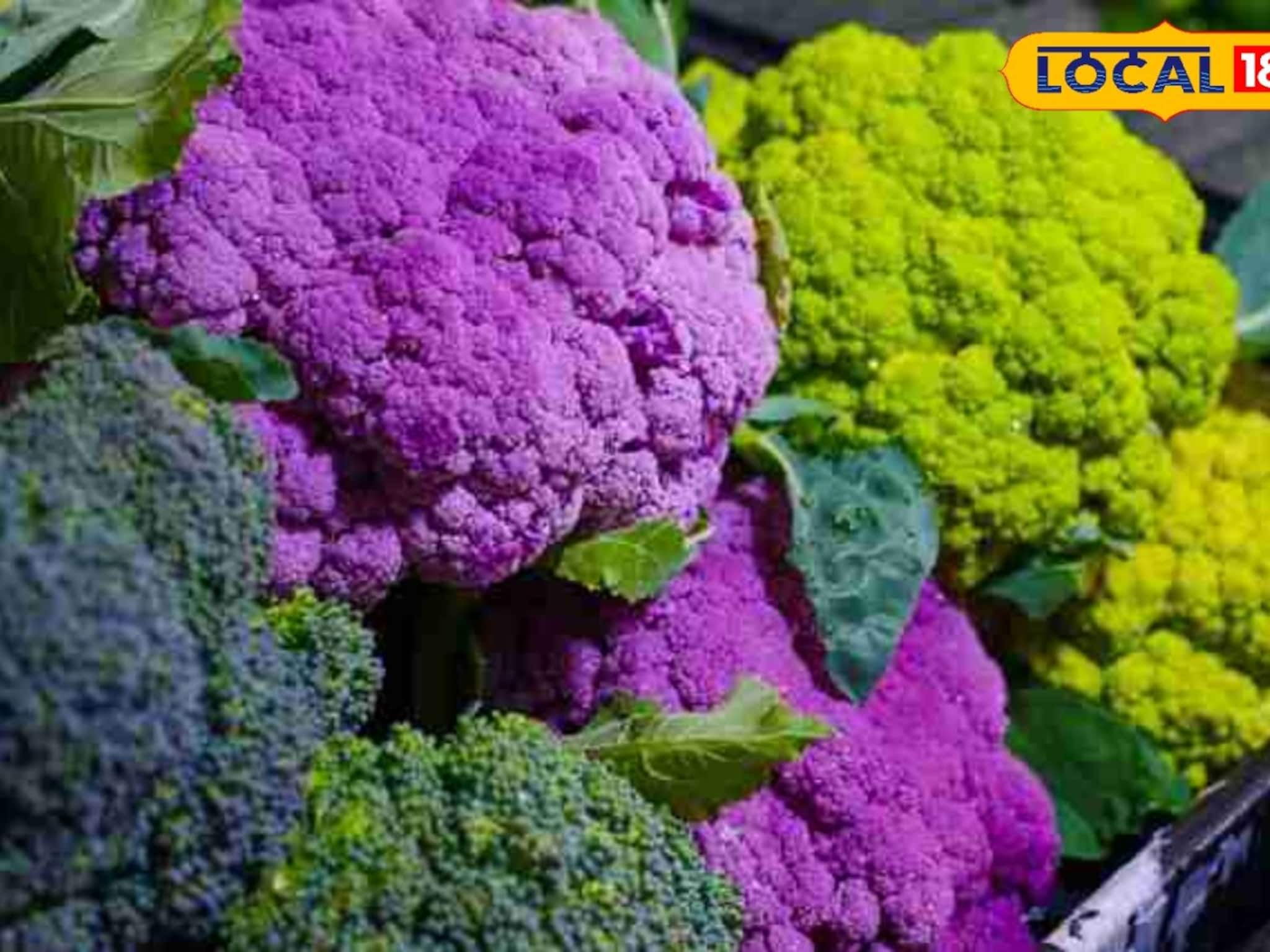 বাজারে বিরাট চাহিদা, রঙিন ফুলকপি চাষের বিশেষ পদ্ধতি দেখালেন কৃষি বিজ্ঞানীরা