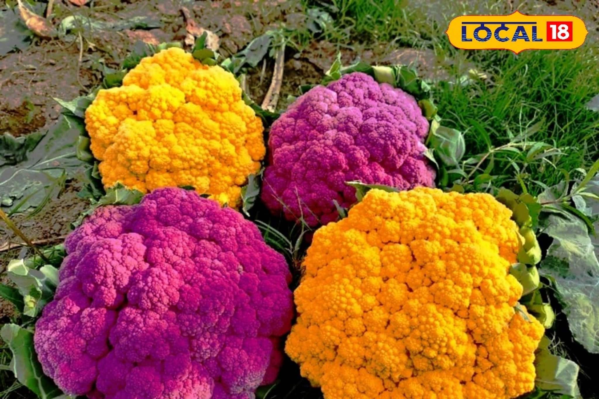 Business Idea: এগিয়ে এসেছে শীত, সবুজ নয়, এবার মাঠ ভরছে বেগুনি-হলুদ ফুলকপিতে! হাসি জেলার কৃষকদের মুখে