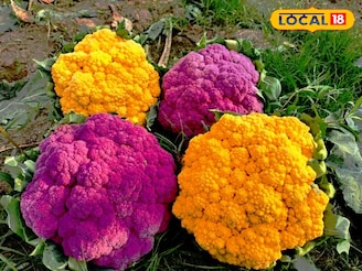 এগিয়ে এসেছে শীত, সবুজ নয়, এবার মাঠ ভরছে বেগুনি-হলুদ ফুলকপিতে! চাষে হাসি জেলার কৃষকদের মুখ