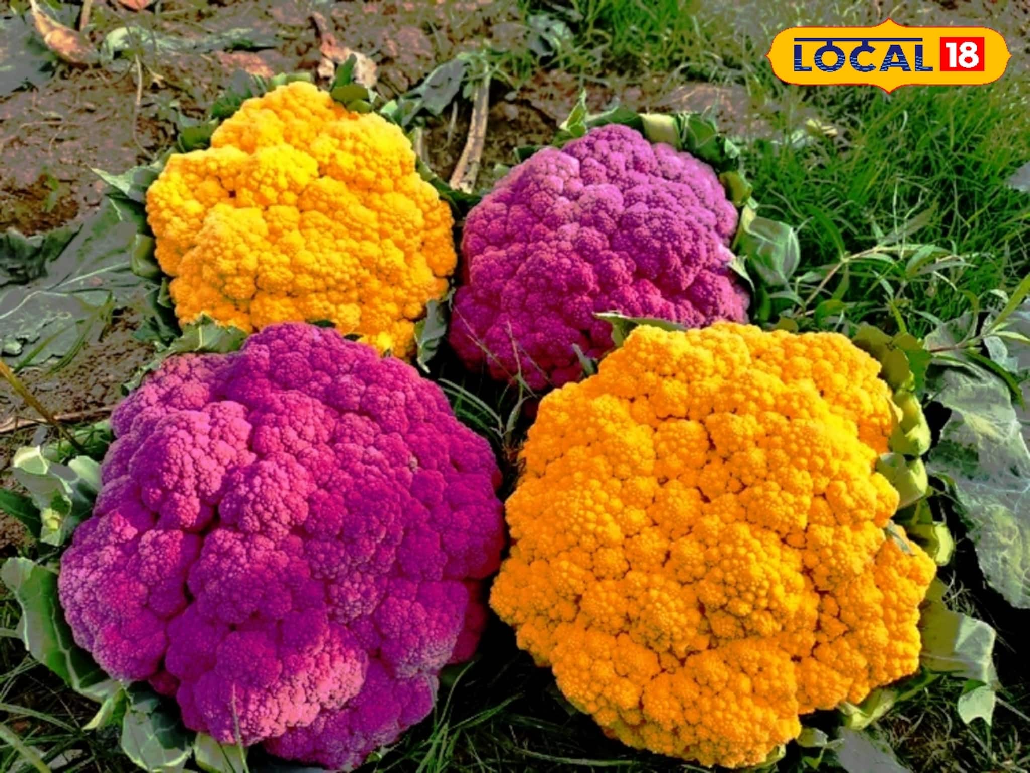 Business Idea: এগিয়ে এসেছে শীত, সবুজ নয়, এবার মাঠ ভরছে বেগুনি-হলুদ ফুলকপিতে! হাসি জেলার কৃষকদের মুখে