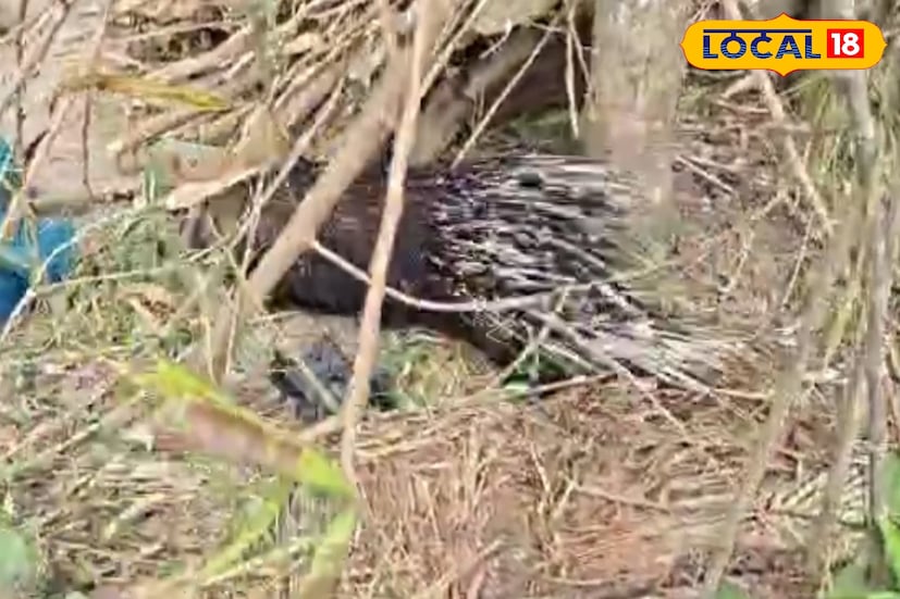 গলসির ভাসাপুর গ্রাম থেকে উদ্ধার হল একটি প্রাপ্ত বয়স্ক সজারু।গতকাল রাতেই বাগদি পাড়া সংলগ্ন গোরস্থানের কাছে প্রানীটিকে ঘুরতে দেখেন স্থানীয়রা।প্রথমে তারা মনে করেছিলেন এটি হয়ত মেঠো ইঁদুর।এরপর ফের সকালে গ্রামেরই চকপুলের কাছে একটি ঝোপের মধ্যে আবারও প্রাণীটিকে দখতে পান।দেখার পরই গ্রামবাসীদের একাংশ প্রাণীটিকে ধরতেই দেখেন এটি একটি পুর্ণবয়স্ক সজারু।