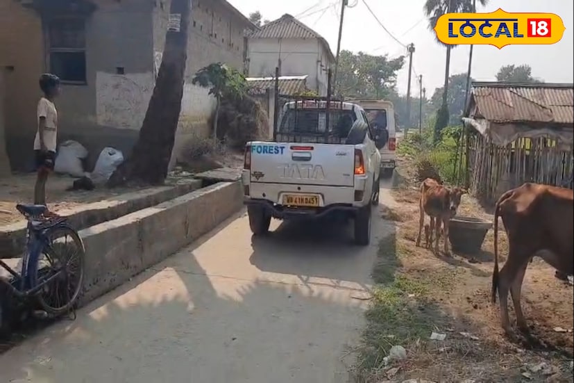 স্থানীয় বনসহায়ক সামিম আনসারী জানান,চিকিৎসার পর সজারুটিকে তার স্বাভাবিক জীবনে ফিরিয়ে দেওয়া হবে। লোকালয় সাধারণত এত বড় সজারু দেখা যায় না সম্ভবত খাবারের সন্ধানেই লোকালয়ে চলে এসেছিল সজারুটি। (ছবি ও তথ্য: সায়নী সরকার)
