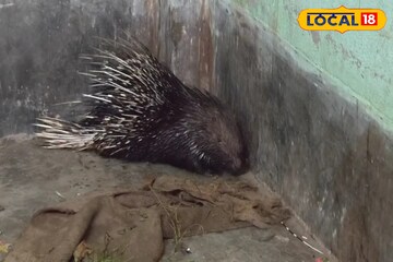 রাতে মেঠো ইদুঁর ভেবে ভুল হয়েছিল, সকালে দেখা গেল বিশাল সজারু ঘুরছে গলসীতে