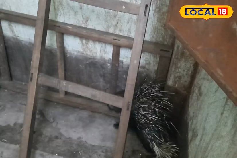 এরপর গ্রামবাসীরা খবর দেন পুলিশে।পুলিশ বনদপ্তর-কে খবর দিলে তৎক্ষনাৎ ঘটনাস্থলে আসেন বনদপ্তরের কর্মীরা। তারা সজারুটিকে উদ্ধার করে পানাগড় রেঞ্চ হাউসে নিয়ে যায়।