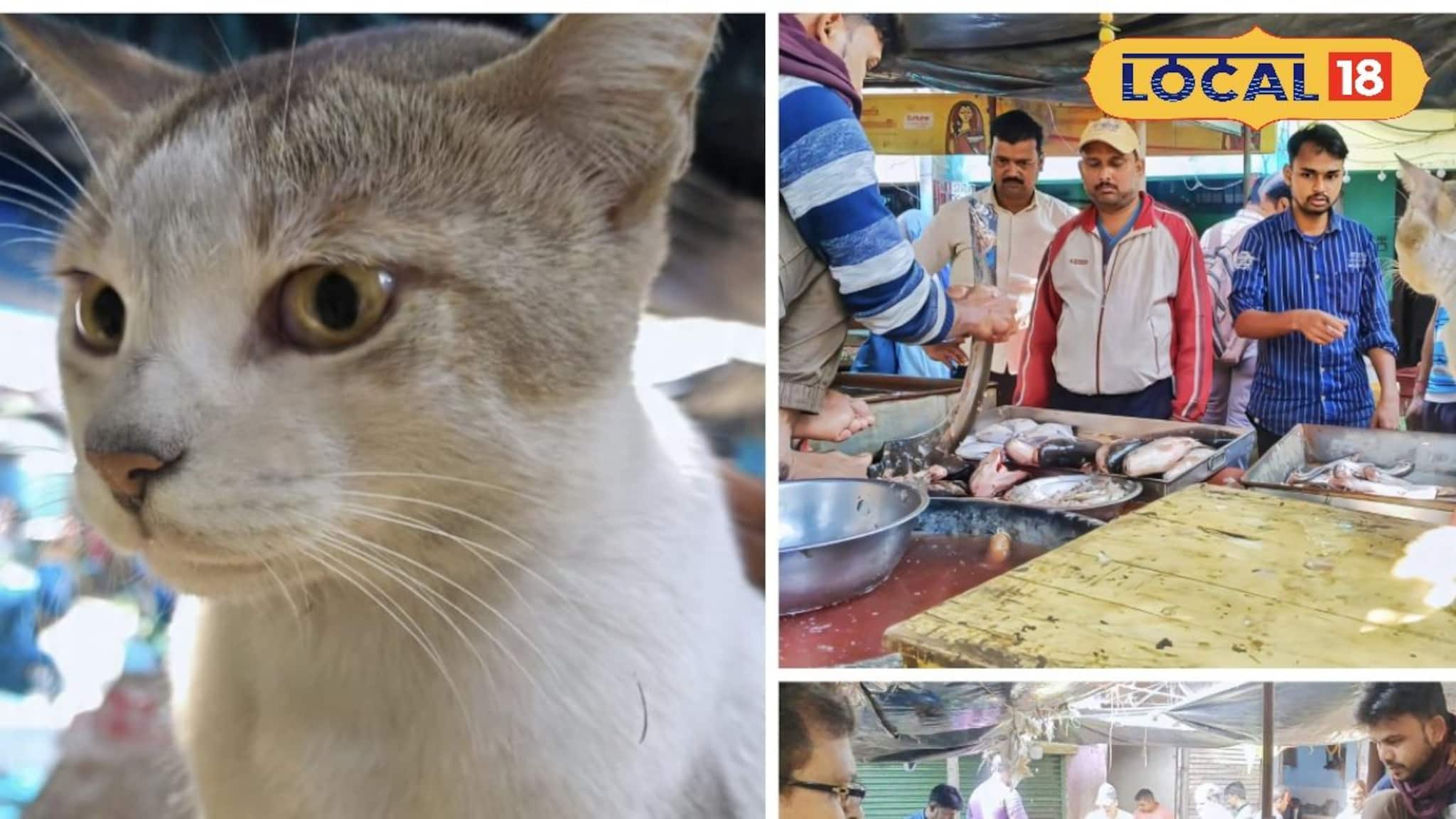 'বিড়াল বলে মাছ খাব না, আঁশ ছোঁব না!' বিড়াল কিনা দেয় মাছ পাহারা? দুর্গাপুরের মিনিকে দেখুন!