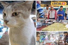 'বিড়াল বলে মাছ খাব না, আঁশ ছোঁব না!' বিড়াল কিনা দেয় মাছ পাহারা? দুর্গাপুরের মিনিকে দেখুন!