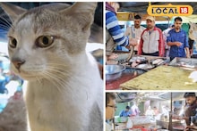 'বিড়াল বলে মাছ খাব না, আঁশ ছোঁব না...!' বিড়াল কিনা দেয় মাছ পাহারা? দুর্গাপুরের মিনিকে দেখুন!