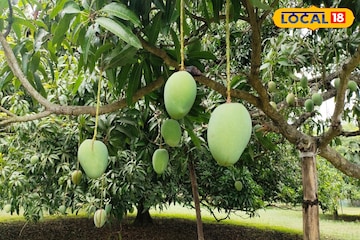 ভাল ফলন পেতে হবে আম-লিচুতে! অসম থেকে মালদহে হাজির ২৫ চাষি, নিলেন বড় প্রশিক্ষণ ভাল ফলন পেতে হবে আম-লিচুতে! অসম থেকে মালদহে হাজির ২৫ চাষি, নিলেন বড় প্রশিক্ষণ