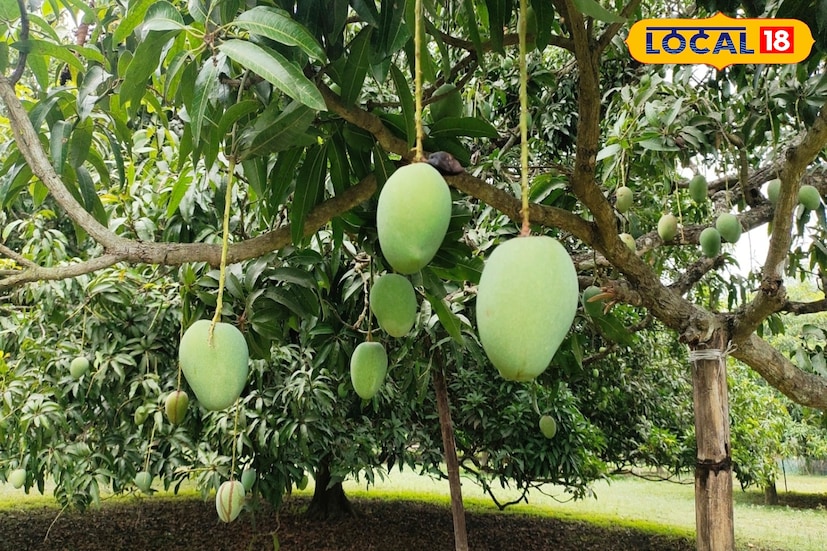 এবারে অসমে ফলবে মালদহের আম, লিচু। মালদহ কৃষি বিজ্ঞান কেন্দ্রে আম ও লিচু চাষের বিশেষ প্রশিক্ষণ নিলেন ভিন রাজ্য আসামের চাষিরা। (ছবি ও তথ্য: জিএম মোমিন) এবারে অসমে ফলবে মালদহের আম, লিচু। মালদহ কৃষি বিজ্ঞান কেন্দ্রে আম ও লিচু চাষের বিশেষ প্রশিক্ষণ নিলেন ভিন রাজ্য আসামের চাষিরা। (ছবি ও তথ্য: জিএম মোমিন)