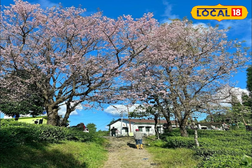 ঘন জঙ্গল, মেঘে ঢাকা পাহাড়চূড়া, পাখির ডাক আর ছোট ছোট চা-বাগান..এই সব মিলিয়ে দরখোলা যেন এক জীবন্ত ছবি। এখানকার মূল আকর্ষণ হল শান্ত পরিবেশ ও অদূষিত প্রাকৃতিক সৌন্দর্য। লাভার কোলাহল ছেড়ে যারা কিছুটা নিরিবিলি পরিবেশে থাকতে চান, তাদের জন্য দরখোলা আদর্শ গন্তব্য।