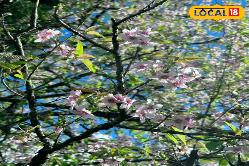 স্থানীয়দের আতিথেয়তা, জৈব খাবার, কাঠের হোমস্টে আর পাহাড়ি বাতাস মিলে এক অন্যরকম অভিজ্ঞতা তৈরি করে। সকালে জানলার বাইরে ভাসমান মেঘ, বিকেলে সূর্য ডুবে যায় কিন্তু পাহাড়ের রঙে থেকে যায় তার ছোঁয়া। রাতে বন ফায়ারের আলোয় গল্প আর হাসির উষ্ণতা...এক্কেবারে জমে ক্ষীর যাকে বলে। তাই না!