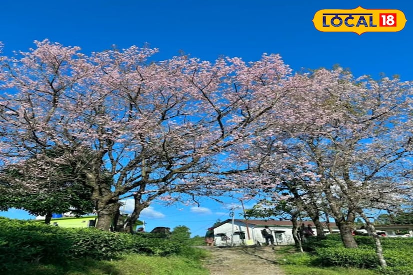 দরখোলার আশেপাশে রয়েছে একাধিক ঘোরার জায়গা। লাভা মঠ, নিয়োরা ভ্যালি ন্যাশনাল পার্ক, চাঙ্গে ফলস, লোলেগাঁও, রিশপ প্রভৃতি। এখান থেকে কাঞ্চনজঙ্ঘার অপরূপ দৃশ্যও দেখা যায় পরিষ্কার দিনে। স্থানীয়দের অধিকাংশই নেপালি ও লেপচা সম্প্রদায়ভুক্ত, যাঁদের জীবনযাপন ও সংস্কৃতিতেও মিশে আছে পাহাড়ের ছোঁয়া। তাই পাহাড়ি নীরবতার মধ্যে কিছুটা সময় কাটাতে চাইলে দরখোলা হতে পারে আপনার পরবর্তী গন্তব্য। (ছবি ও তথ্য: ঋত্বিক ভট্টাচার্য)