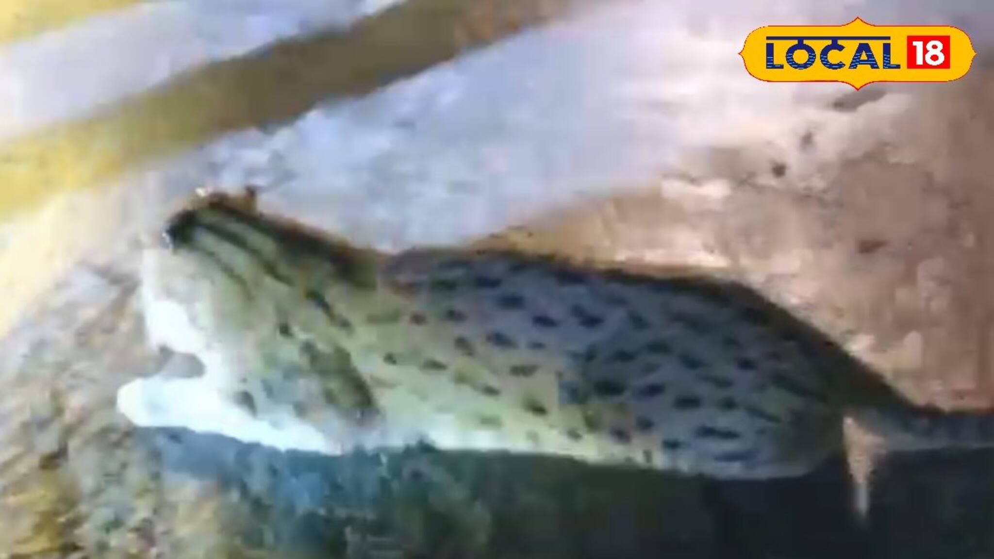 রাতে অজানা জন্তু দেখে তোলপাড় টাকি রোড! বাঘ নয়, খোঁজ মিলল বাঘরোলের