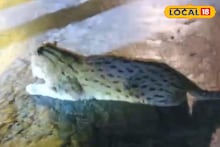 রাতে অজানা জন্তু দেখে তোলপাড় টাকি রোড! বাঘ নয়, খোঁজ মিলল বাঘরোলের