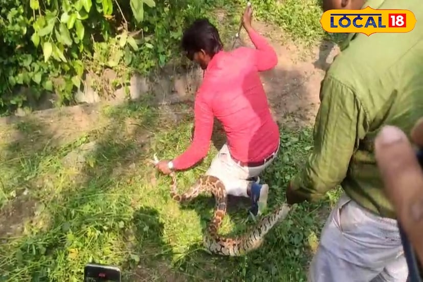 দুবারাজপুর রেঞ্জ অফিস জানায়, প্রাথমিক স্বাস্থ্যপরীক্ষার পর বিকেলের মধ্যে উপযুক্ত পরিবেশে অজগরটিকে ছেড়ে দেওয়া হবে। সর্পপ্রেমী অমিত শর্মা বলেন, 