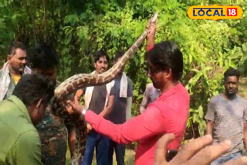 ঘটনাটি দেখতে তাপবিদ্যুৎ কেন্দ্রের বহু কর্মী ভিড় করেন। অজগরটি নিরাপদে উদ্ধার হওয়ায় স্বস্তি ছড়ায় এলাকাজুড়ে। বনদফতর জানায়, খাদ্যের সন্ধানেই এরা মাঝে মাঝে জনবসতিতে ঢুকে পড়ে। এমন ঘটনা মানুষকে আবারও মনে করিয়ে দিল বন্যপ্রাণীর সঙ্গে সহাবস্থানের জরুরি শিক্ষাটি। ছবি ও তথ্য: সুদীপ্ত গড়াই 