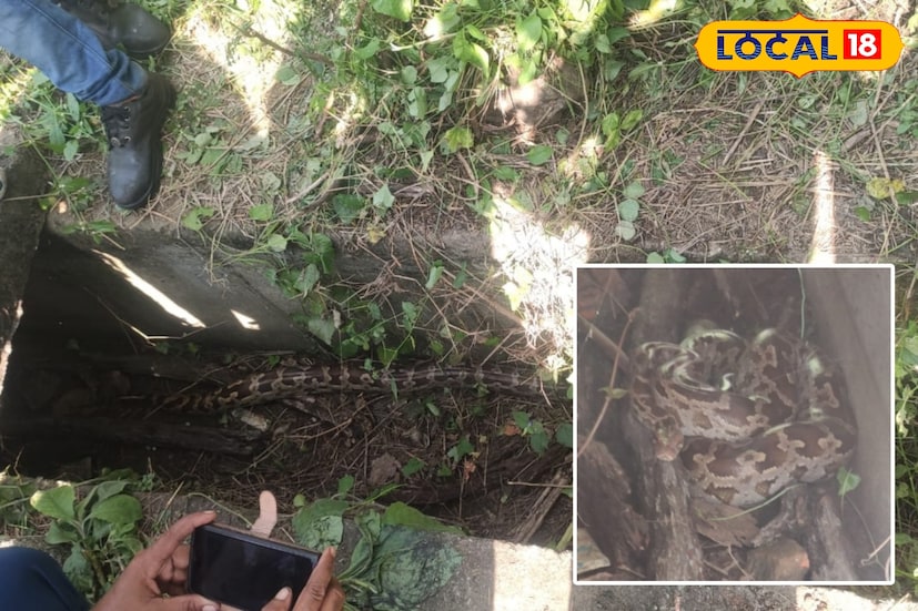 প্রত্যক্ষদর্শীরা দ্রুতই খবর দেন দুবরাজপুর রেঞ্জ অফিসে। খবর পেয়ে অল্প সময়ের মধ্যে ঘটনাস্থলে পৌঁছায় রেঞ্জ অফিসের রেসকিউ টিম। তাঁদের সঙ্গে ছিলেন সর্পপ্রেমী ও সাপরক্ষক অমিত শর্মা। এলাকা ঘিরে ফেলে শুরু হয় উদ্ধার প্রস্তুতি। ছবি ও তথ্য: সুদীপ্ত গড়াই 