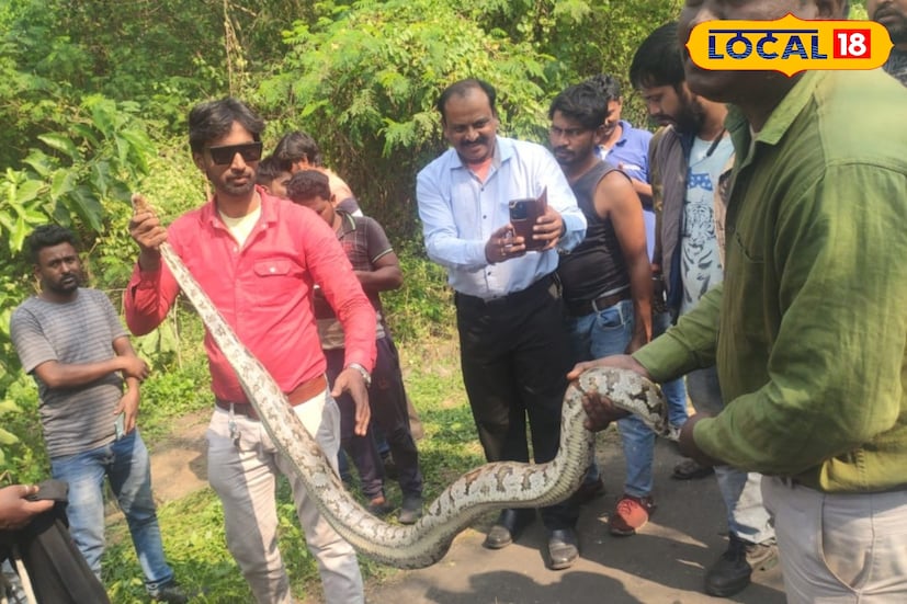 বনদফতরের কর্মীরা অত্যন্ত দক্ষতার সঙ্গে অজগরটিকে উদ্ধার করেন। টিম সূত্রে জানা যায়, সাপটি সম্পূর্ণ সুস্থ ও আঘাতহীন অবস্থাতেই উদ্ধার করা সম্ভব হয়েছে। উপস্থিত কর্মীদের পেশাদারিত্বে সাধারণ মানুষের আতঙ্কও দ্রুত দূর হয়। ছবি ও তথ্য: সুদীপ্ত গড়াই 