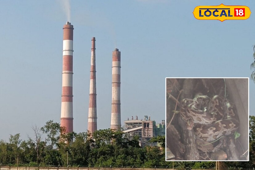 দুবরাজপুর, বীরভূম, সুদীপ্ত গড়াই: বীরভূমের বক্রেশ্বর তাপবিদ্যুৎ কেন্দ্রে শনিবার দুপুরে দেখা যায় এক ব্যতিক্রমী দৃশ্য। প্রায় ৯ ফুট লম্বা একটি পূর্ণবয়স্ক অজগর রাস্তা পার হওয়ার সময় আচমকা পাশের নালায় পড়ে যায়। মুহূর্তেই তাপবিদ্যুৎ কেন্দ্র চত্বর জুড়ে চাঞ্চল্য ছড়িয়ে পড়ে।