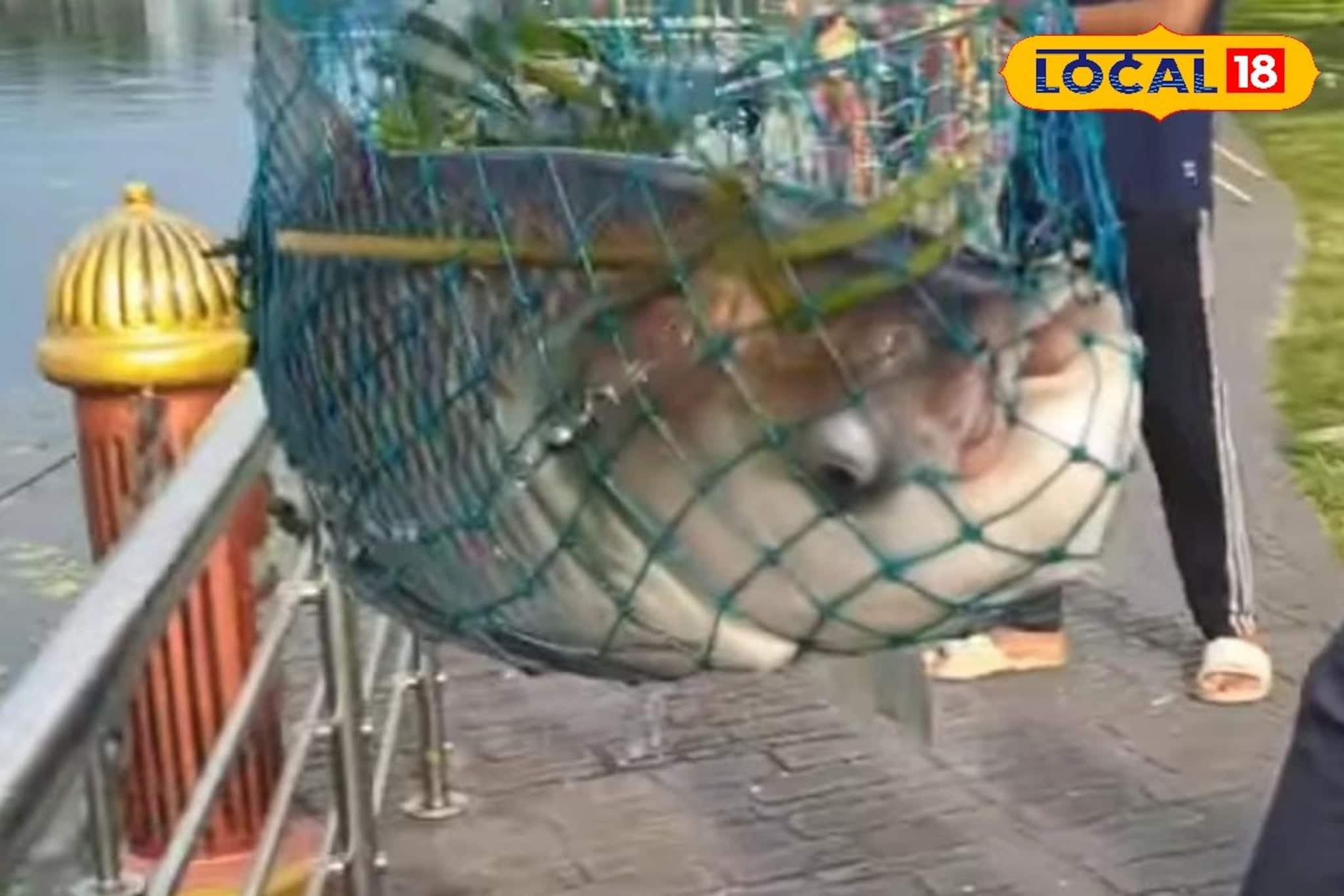 11kg Fish: মাছ ধরার প্রতিযোগিতায় নতুন রেকর্ড! ইকোপার্কে উঠল ১১ কেজির মাছ