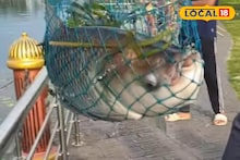 11kg Fish: মাছ ধরার প্রতিযোগিতায় নতুন রেকর্ড! ইকোপার্কে উঠল ১১ কেজির মাছ