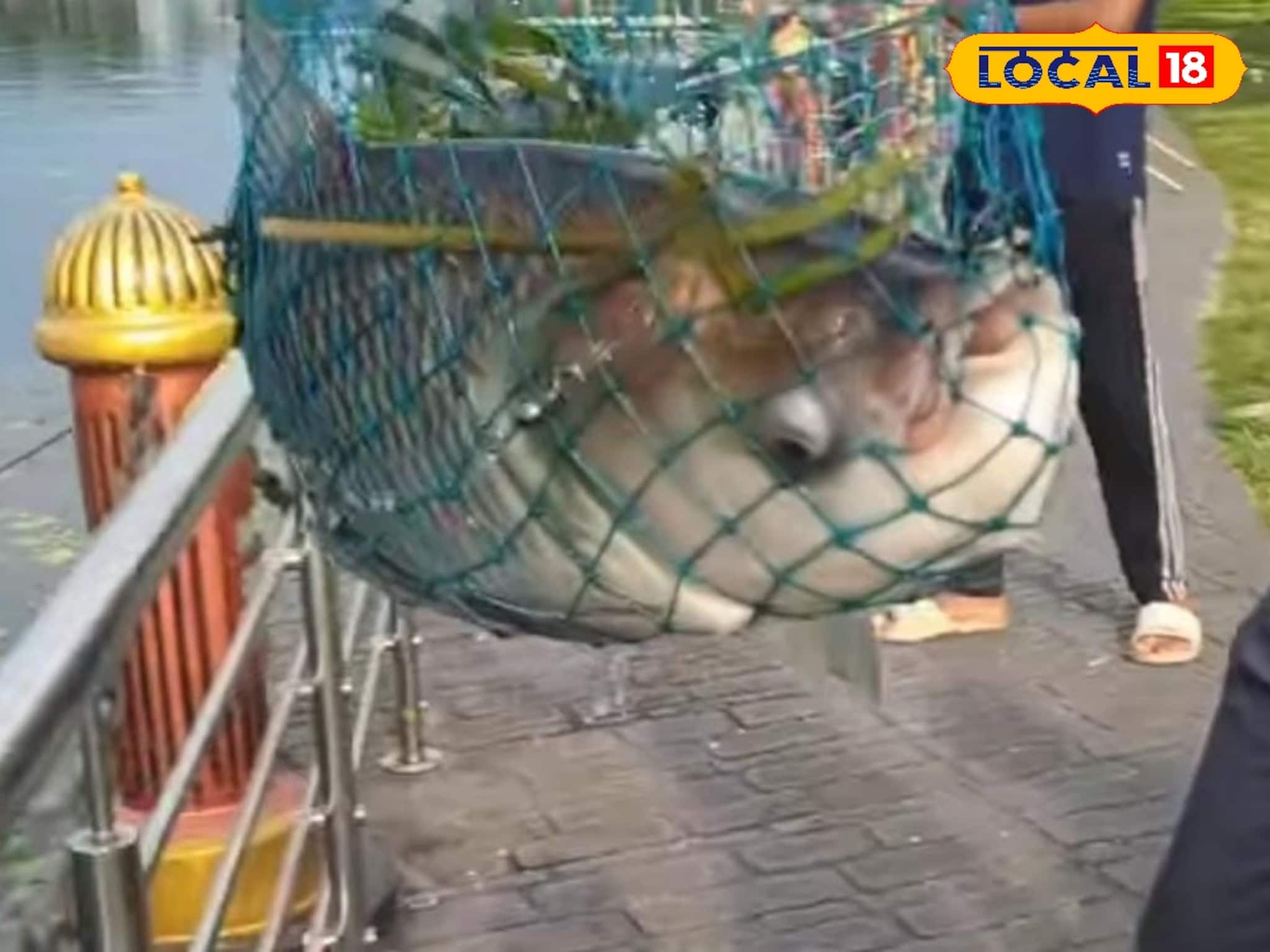 11kg Fish: মাছ ধরার প্রতিযোগিতায় নতুন রেকর্ড! ইকোপার্কে উঠল ১১ কেজির মাছ