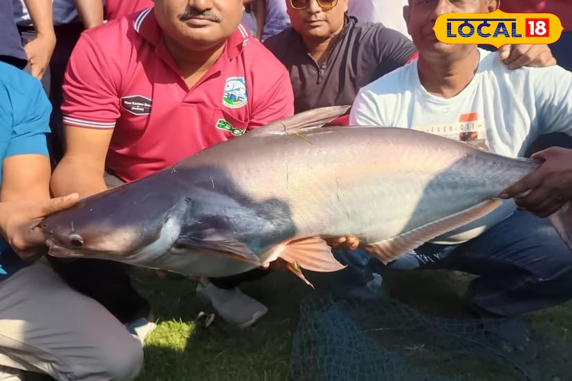 প্রতিযোগিতায় ৫ কেজি, ৭ কেজি, এমনকি ১০ থেকে ১১ কেজি ওজনের বিশাল মাছ হইলে(ছিপে) উঠতে দেখেই চমকে যান উপস্থিত দর্শনার্থীরাও। তবে নিয়ম মেনে প্রতিটি মাছের ওজন মাপার পরই আবার ঝিলেই ছেড়ে দেওয়া হয়- এর এই সিদ্ধান্তই উদ্যোক্তাদের পরিবেশসচেতনতার বিষয়ে আলাদা করে নজর কেড়েছে, তা বলাই বাহুল্য