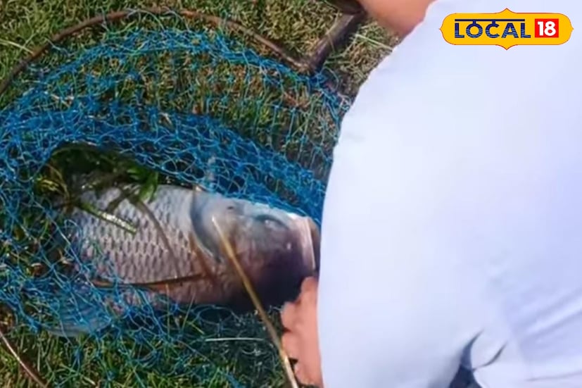 মাছ মুখে কাঁটা না লাগলে, সেটিকে বৈধ হিসেবে ধরা হবে না তা আগে থেকেই বলে দেওয়া হয় প্রতিযোগীদের। কমিটির পক্ষ থেকে প্রতিযোগীদের জন্য ছিল টিফিন, দুপুরের খাবার, চা-জল, স্ন্যাকস, সুলভ শৌচাগার সহ নানা ব্যবস্থা 