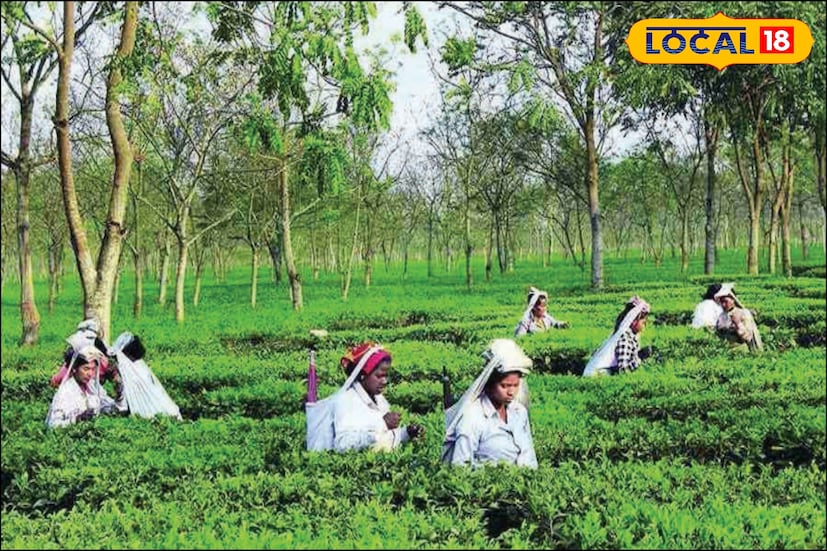 *এই নিয়োগের মাধ্যমে চা-বাগান এলাকার বাসিন্দারা আরও সহজে স্বাস্থ্য পরিষেবা পাবেন বলে আশা করা হচ্ছে। শ্রম দফতরের তরফে জানানো হয়েছে, চিকিৎসা পরিষেবা শক্তিশালী করা এবং দ্রুত কর্মী নিয়োগই এই উদ্যোগের মূল লক্ষ্য।