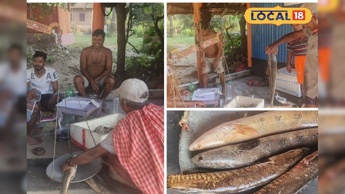 চাহিদা বাড়ছে কলকাতায়! তবে দুর্গাপুর ব্যারেজের বিশেষ মাছ স্থানীয় বাজারে পাওয়া যায় না, বিদেশে যায়! চাহিদা বাড়ছে কলকাতায়! তবে দুর্গাপুর ব্যারেজের বিশেষ মাছ স্থানীয় বাজারে পাওয়া যায় না, বিদেশে যায়!