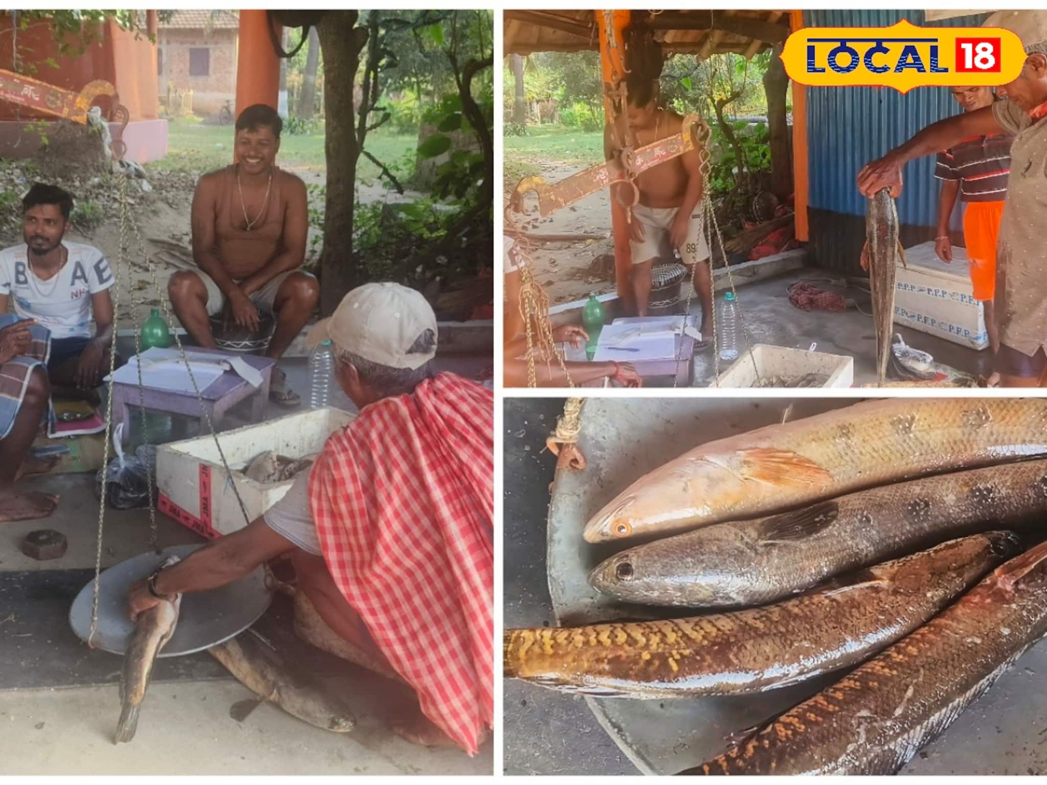 কলকাতায়ও চাহিদা ব্যাপক! তবু দুর্গাপুর ব্যারেজের বিশেষ মাছটি পাওয়া যায় না সর্বত্র! জানুন