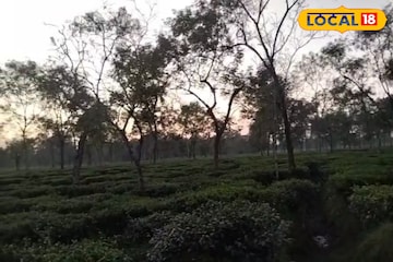 লেপার্ড আগেই ছিল, মথুরা চা বাগান এলাকায় এবার দেখা যাচ্ছে ভাল্লুক লেপার্ড আগেই ছিল, মথুরা চা বাগান এলাকায় এবার দেখা যাচ্ছে ভাল্লুক