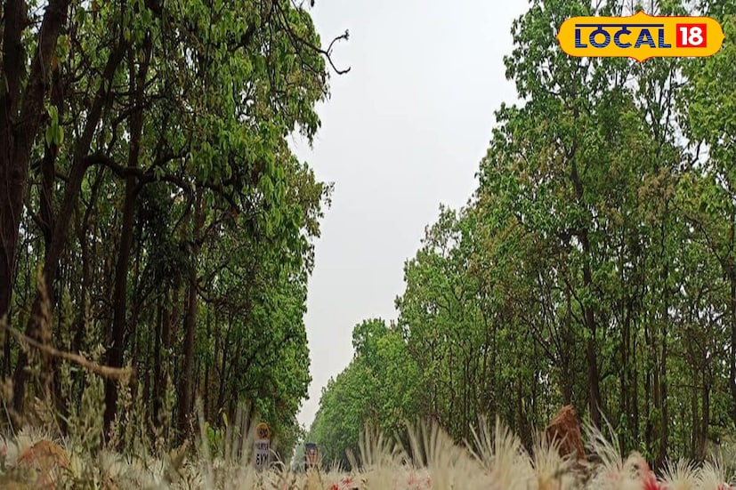  মা মৌলিক্ষা দেবীকে সাধক বামাক্ষ্যাপা বড়মা বলতেন এবং মা তারাকে তিনি ছোটমা ডাকতেন । এই মন্দিরের পাশেই রয়েছে বিশাল এক জঙ্গল। রোমাঞ্চের খোঁজে সেই জঙ্গলেও ঢুঁ মারতে পারেন, চাইলে আয়োজন করতে পারেন বনভোজনের।