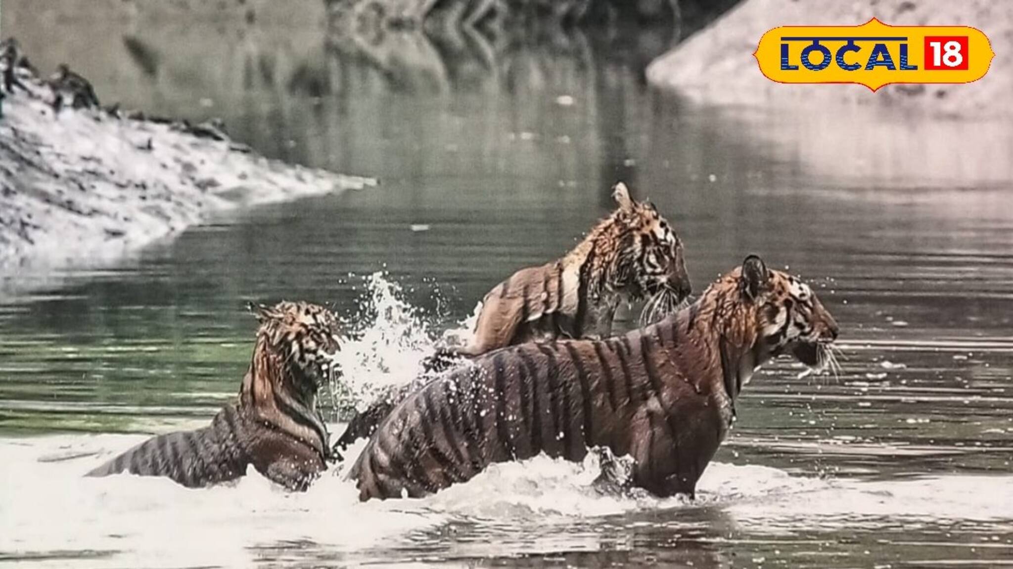 অবাক কান্ড একসঙ্গে তিনটি বাঘ। সুন্দরবনের জঙ্গলে ধরা পড়ল এক অভূতপূর্ব দৃশ্য