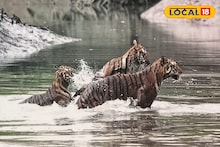 অবাক কাণ্ড একসঙ্গে তিনটি বাঘ! সুন্দরবনের জঙ্গলে ধরা পড়ল এক অভূতপূর্ব দৃশ্য