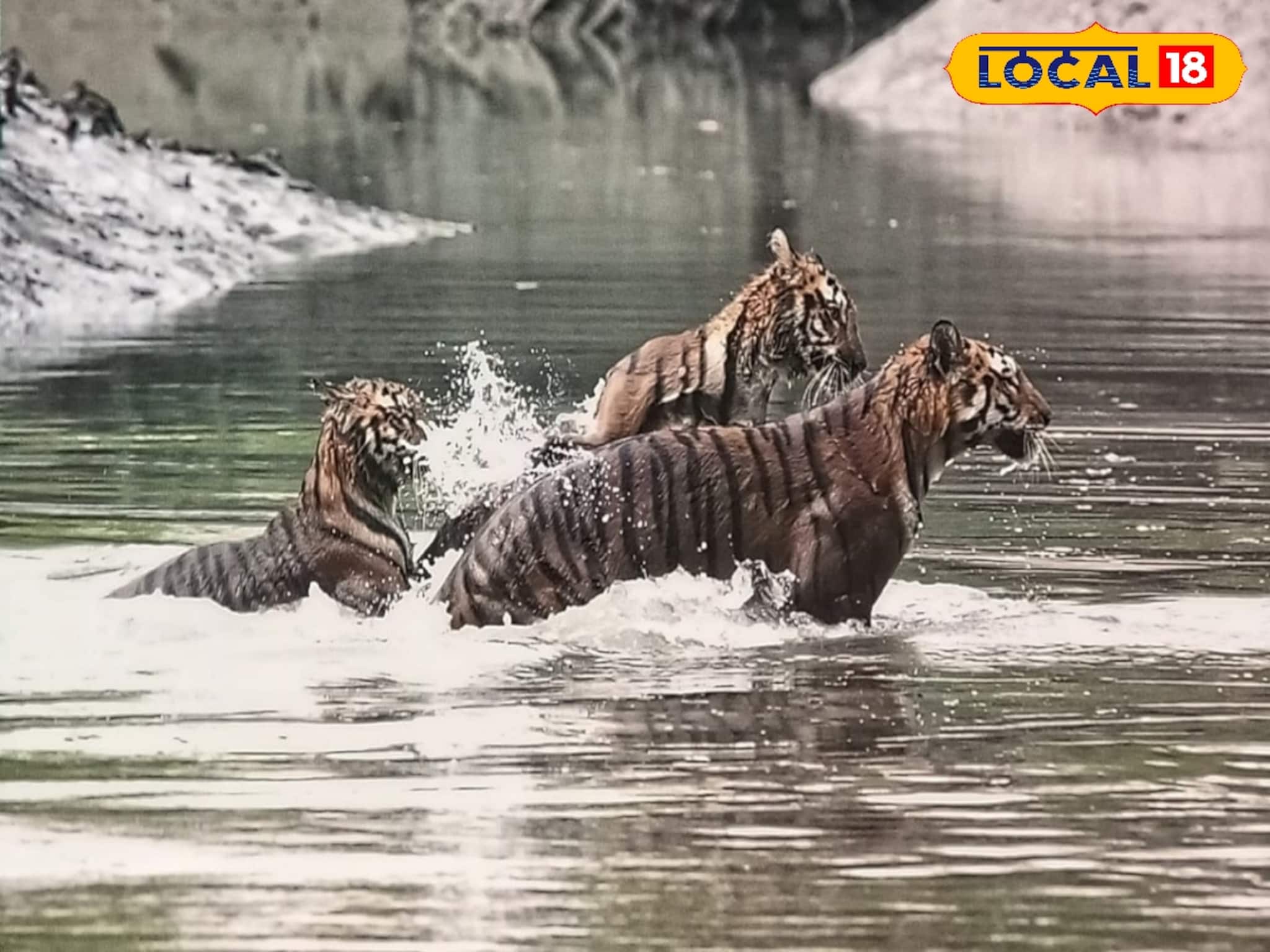 অবাক কাণ্ড একসঙ্গে তিনটি বাঘ!  সুন্দরবনের জঙ্গলে ধরা পড়ল এক অভূতপূর্ব দৃশ্য