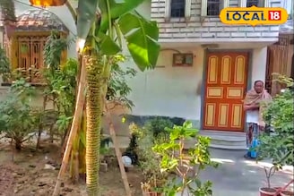 কলা গাছের থেকেও বড় কলার কাঁদি! ৭ ফুটের কলার কাঁদিতে ১০০০ কলা, রইল ফটো