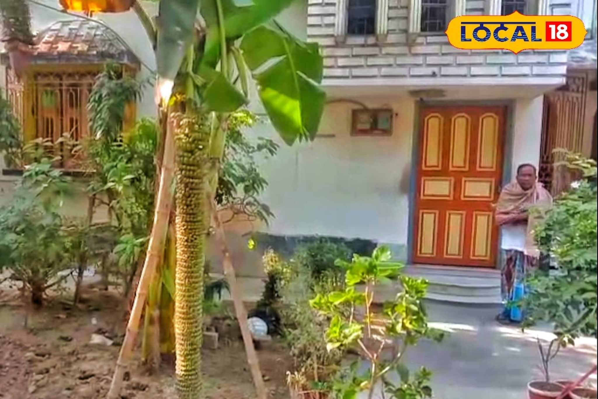 কলা গাছের থেকেও বড় কলার কাঁদি! ৭ ফুটের কলার কাঁদিতে ১০০০ কলা, রইল ফটো