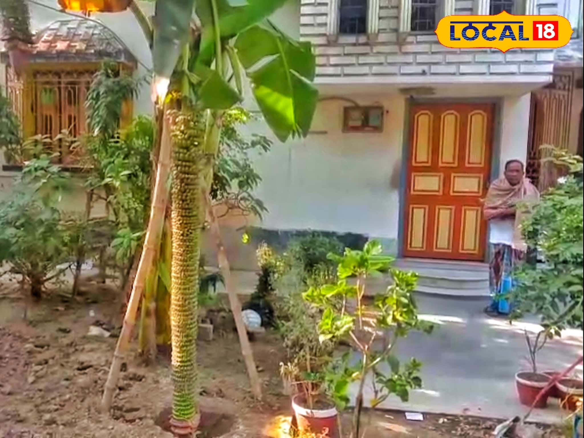 7 Feet Kalar Kandi: কলা গাছের থেকেও বড় কলার কাঁদি! ৭ ফুটের কলার কাঁদিতে ১০০০ কলা, রইল ফটো