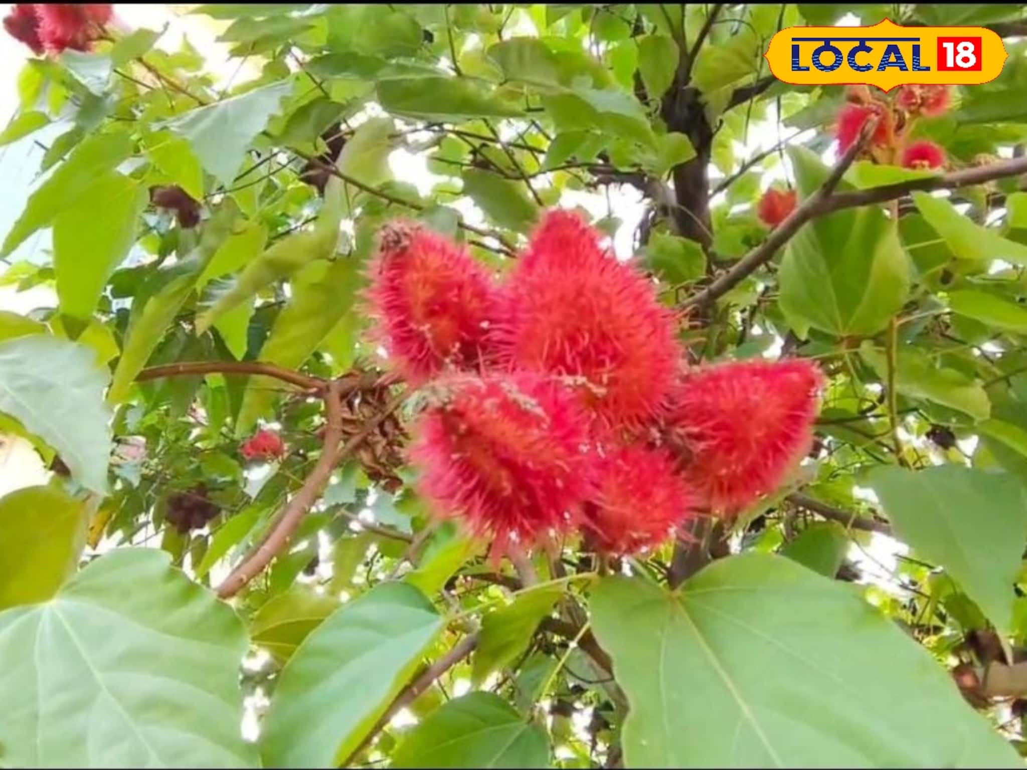 Sindoor Tree: কেমিক্যালের বদলে প্রাকৃতিক! বীরভূমে বাড়ছে জৈব সিঁদুরের চাহিদা, গাছের ফল থেকেই তৈরি হয় প্রাকৃতিক আবির ও খাবারের রং!