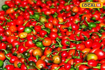 উত্তরের খাবার দক্ষিণের হেঁসেলে! শীতে তীব্র ঝাল ডোলো লঙ্কা দিয়ে ঝটপট বানান আচার, রইল রেসিপি উত্তরের খাবার দক্ষিণের হেঁসেলে! শীতে তীব্র ঝাল ডোলো লঙ্কা দিয়ে ঝটপট বানান আচার, রইল রেসিপি