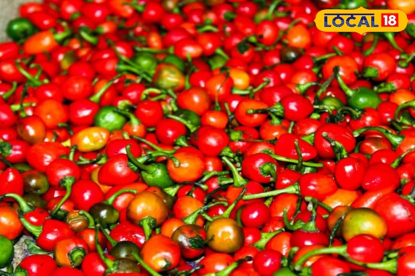 *দার্জিলিং, ঋত্বিক ভট্টাচার্য: উত্তরবঙ্গের পাহাড়ে শীত নামলেই বাজারে ফুটে ওঠে উজ্জ্বল লাল ডোলো লঙ্কা বা ডাল্লে খুরসানির রং। গোলগাল আকৃতির এই পাহাড়ি লঙ্কাকে অনেকেই বলেন ‘ফায়ারবল চিলি’—ঝালের তীব্রতা আর স্বাদের স্বাতন্ত্র্যের খ্যাতি এখন দার্জিলিং–কালিম্পং ছাড়িয়ে গোটা বাংলায় ছড়িয়ে পড়েছে। তাই ডাল্লে খুরসানি দিয়ে তৈরি আচারের চাহিদাও প্রতি শীতে বেড়ে যায় কয়েকগুণ। *দার্জিলিং, ঋত্বিক ভট্টাচার্য: উত্তরবঙ্গের পাহাড়ে শীত নামলেই বাজারে ফুটে ওঠে উজ্জ্বল লাল ডোলো লঙ্কা বা ডাল্লে খুরসানির রং। গোলগাল আকৃতির এই পাহাড়ি লঙ্কাকে অনেকেই বলেন ‘ফায়ারবল চিলি’—ঝালের তীব্রতা আর স্বাদের স্বাতন্ত্র্যের খ্যাতি এখন দার্জিলিং–কালিম্পং ছাড়িয়ে গোটা বাংলায় ছড়িয়ে পড়েছে। তাই ডাল্লে খুরসানি দিয়ে তৈরি আচারের চাহিদাও প্রতি শীতে বেড়ে যায় কয়েকগুণ।